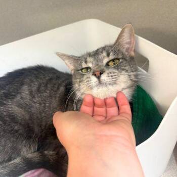 MEADOW -  Domestic Short Hair Cat for Adoption in Aurora, Colorado - MEADOW | PetCurious