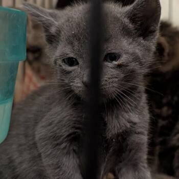 Americano -  Domestic Short Hair Cat for Adoption in Bel Air, Maryland - Americano | PetCurious