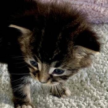 Audrey -  Domestic Medium Hair Cat Available for Adoption in Lakewood, California - Audrey | PetCurious