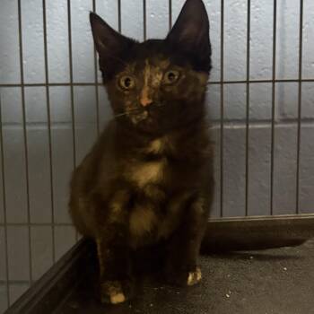 Ferrari -  Domestic Short Hair Cat for Adoption in Charleston, South Carolina - Ferrari | PetCurious