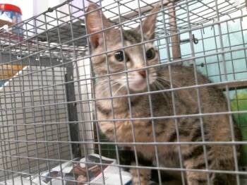 Domestic Short Hair Cats Available for Adoption - A2066031 | PetCurious