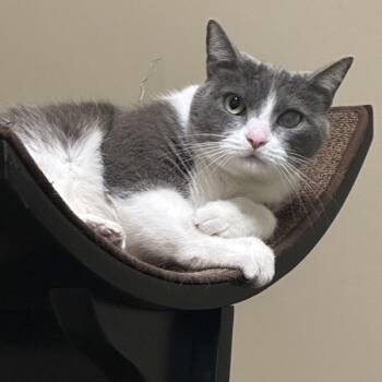 Domestic Short Hair Cats Available for Adoption in Walnut Creek, California - Chihiro | PetCurious