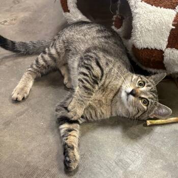 Domestic Short Hair Cats Available for Adoption in Lenexa, Kansas - Frannie | PetCurious