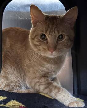 MATILDO -  Domestic Short Hair Cat for Adoption in Dallas, Texas - MATILDO | PetCurious