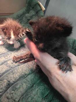 Milkweed -  Domestic Short Hair Cat for Adoption in Sevierville, Tennessee - Milkweed | PetCurious