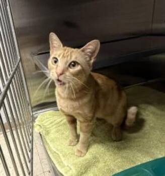 Domestic Short Hair Cats Available for Adoption in Killeen, Texas - SWEETIE PEA | PetCurious