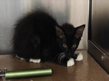 GUIDO -  Domestic Short Hair Cat for Adoption in Santa Fe, New Mexico - GUIDO | PetCurious