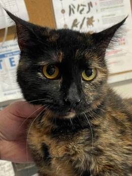 Willa -  Domestic Short Hair Cat for Adoption in Bolivar, Missouri - Willa | PetCurious