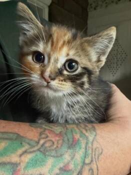 Fig -  Domestic Short Hair Cat for Adoption - Fig | PetCurious