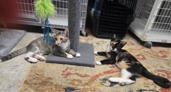 Mango and Peaches -  Calico and Dilute Calico Cat for Adoption in Milford, Connecticut - Mango And Peaches | PetCurious