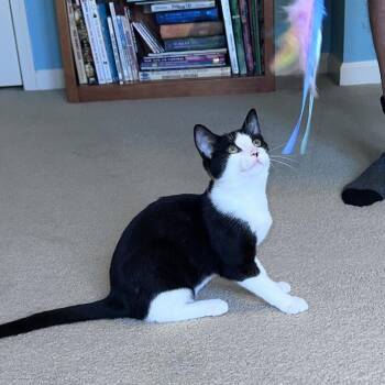 Nod -  Domestic Short Hair Cat for Adoption in Gibsonia, Pennsylvania - Nod | PetCurious