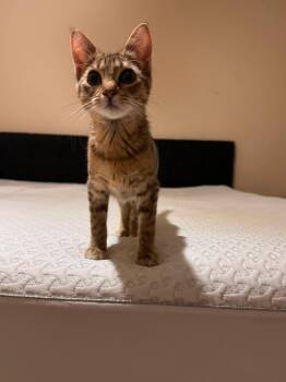Leslie -  Domestic Short Hair Cat for Adoption in Oklahoma City, Oklahoma - Leslie | PetCurious