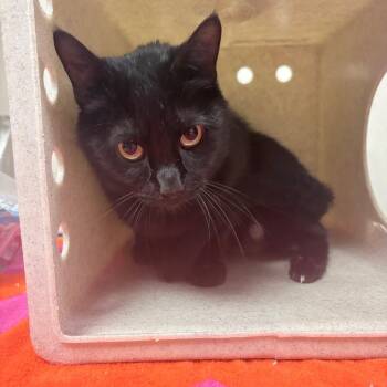 Domestic Short Hair Cats Available for Adoption in Reno, Nevada - Amethyst | PetCurious