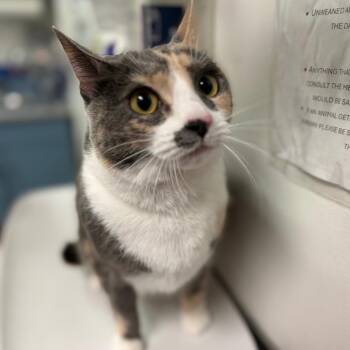 Jomeka -  Domestic Medium Hair Cat for Adoption in Charleston, West Virginia - Jomeka | PetCurious