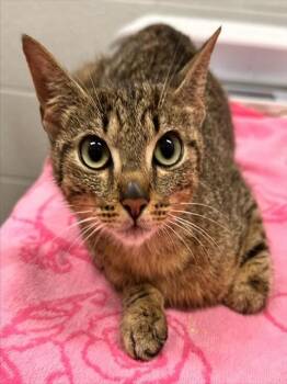 CORNUCOPIA -  Domestic Short Hair Cat for Adoption in Derwood, Maryland - CORNUCOPIA | PetCurious