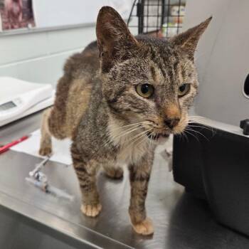 Fezco -  Domestic Short Hair Cat for Adoption in Chattanooga, Tennessee - Fezco | PetCurious