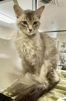 RAMBLER -  Domestic Medium Hair Cat for Adoption in Sarasota, Florida - RAMBLER | PetCurious