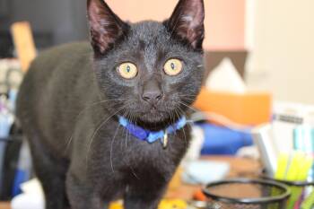 Olivia -  Domestic Short Hair Cat for Adoption in Mayfield, New York - Olivia | PetCurious