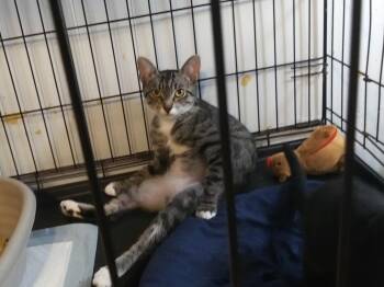 Bridgette -  Domestic Short Hair Cat for Adoption in PORT WENTWRTH, Georgia - Bridgette | PetCurious