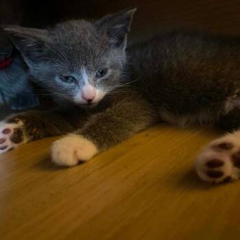 Moe -  Domestic Short Hair Cat for Adoption - Moe | PetCurious