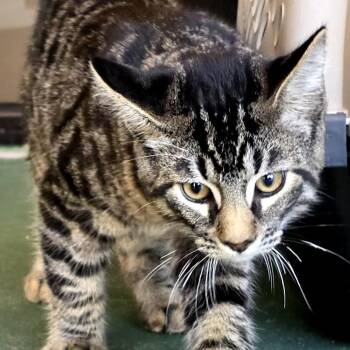 Justin -  Domestic Short Hair Cat for Adoption in Goleta, California - Justin | PetCurious