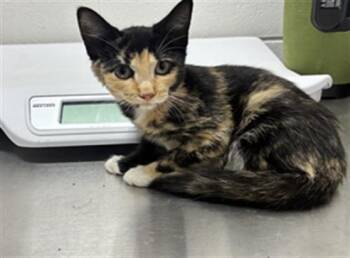 RHONDA -  Domestic Short Hair Cat for Adoption - RHONDA | PetCurious