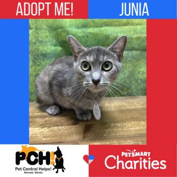 Junia -  Domestic Short Hair Cat for Adoption in Normal, Illinois - Junia | PetCurious