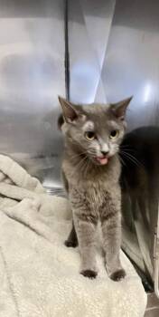 Domestic Long Hair and Domestic Short Hair Cats Available for Adoption in Covington, Louisiana - Tabbytha | PetCurious