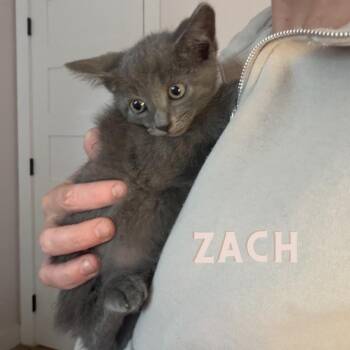 Zach -  Domestic Short Hair Cat for Adoption in Westminster, California - Zach | PetCurious