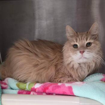 McMann -  Domestic Long Hair Cat for Adoption in Fort Wayne, Indiana - McMann | PetCurious