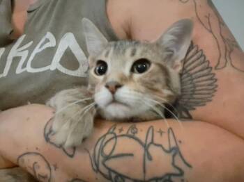 Mallory -  Domestic Short Hair Cat for Adoption in Dayton, Ohio - Mallory | PetCurious