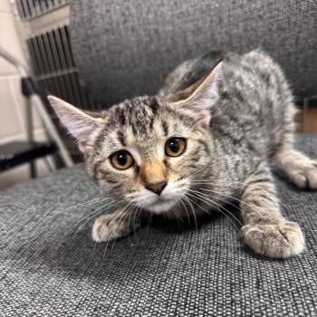 Leggings 26757 -  Domestic Short Hair Cat for Adoption in Middleburg, Florida - Leggings 26757 | PetCurious