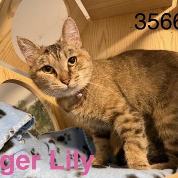Tiger lily 3566 -  Domestic Short Hair Cat for Adoption in Sequatchie, Tennessee - Tiger Lily 3566 | PetCurious