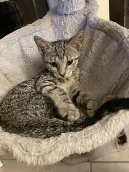 Tweety Bird (new) -  Tabby Cat for Adoption in Zephyrhills, Florida - Tweety Bird (new) | PetCurious
