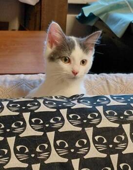 Koala -  Domestic Short Hair Cat for Adoption in Wilkesboro, North Carolina - Koala | PetCurious