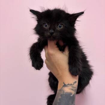 Basil -  Domestic Long Hair Cat for Adoption in Webster, Texas - Basil | PetCurious