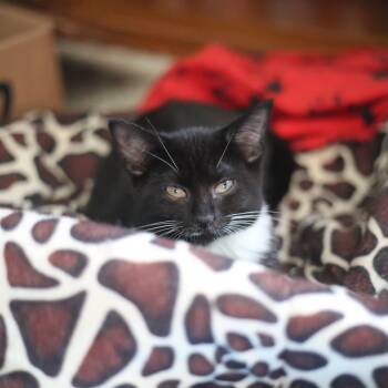 Rescue Domestic Short Hair Cats for Adoption in Swartz Creek, Michigan - Theia | PetCurious