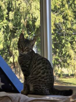 Tabby Cats Available for Adoption - Eros | PetCurious