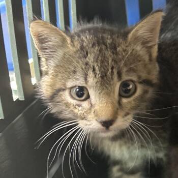Orym -  Domestic Short Hair Cat for Adoption in Leander, Texas - Orym | PetCurious
