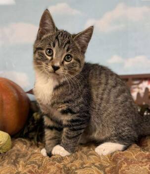 Rescue Domestic Short Hair Cats for Adoption in Visalia, California - Pooh Bear | PetCurious