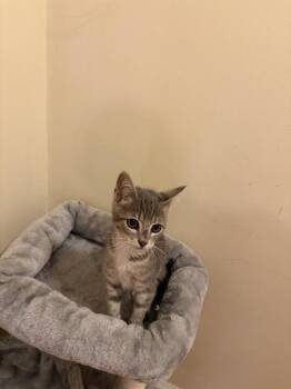 Avery JN -  Domestic Short Hair Cat for Adoption in Greenville, South Carolina - Avery JN | PetCurious