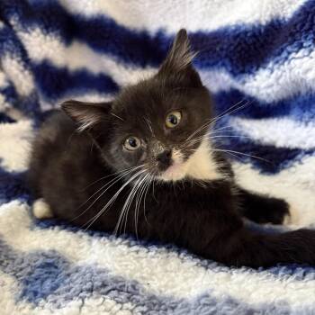 Domestic Short Hair and Tuxedo Cats Available for Adoption in Mastic, New York - Aladdin | PetCurious