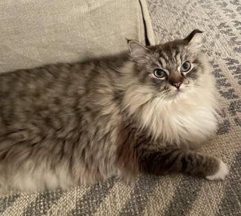 Cubby -  Ragdoll Cat for Adoption - Cubby | PetCurious