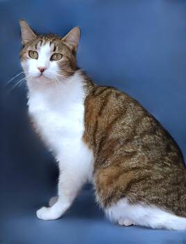 Domestic Short Hair Cats Available for Adoption in Pasadena, California - OLLIE | PetCurious