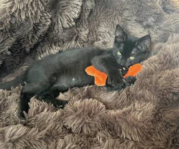 Max (short for Maxine) — The Playful Little Charmer -  Domestic Short Hair Cat for Adoption in Prescott, Arizona - Max (short For Maxine) — The Playful Little Charmer | PetCurious