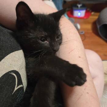 Rescue Domestic Short Hair Cats for Adoption in Eagle Mountain, Utah - Hawkeye McGuire | PetCurious