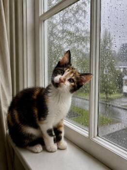 Wynken -  Domestic Short Hair Cat for Adoption in Choctaw, Oklahoma - Wynken | PetCurious