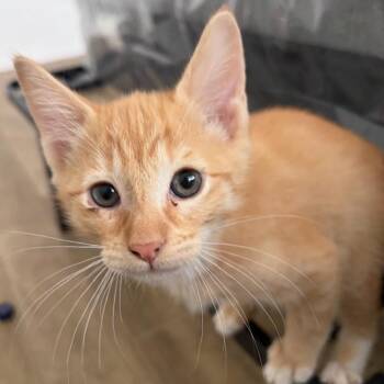 N - Basil -  Domestic Short Hair Cat Available for Adoption in Arizona City, Arizona - N - Basil | PetCurious
