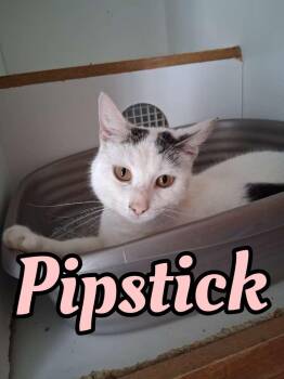 Domestic Short Hair Cats Available for Adoption - Pipstick | PetCurious