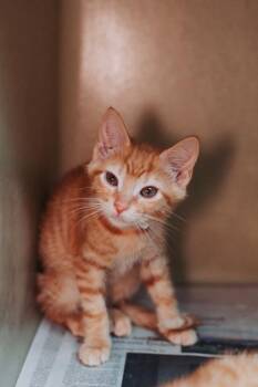 94117a Charlie -  Domestic Short Hair Cat for Adoption in North Charleston, South Carolina - 94117a Charlie | PetCurious